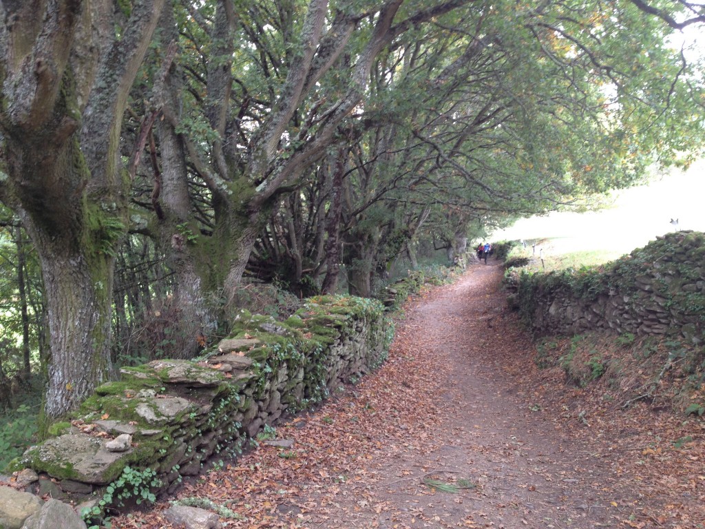 Oak trees