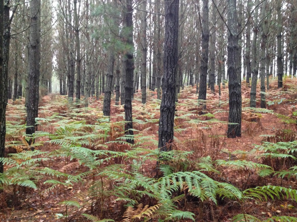 Beautiful woods