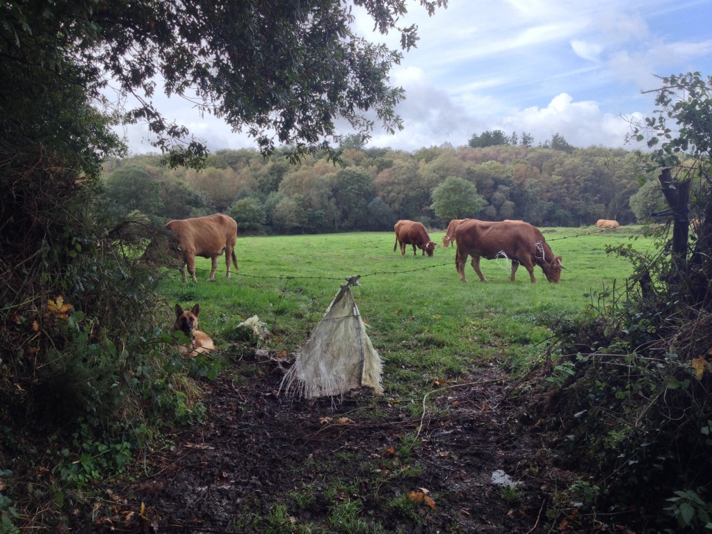 He is doing his job guarding - this is how cows should live
