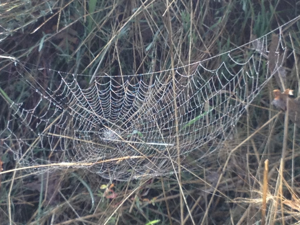 Spider nets over grasses and bushes are glistening in the fog