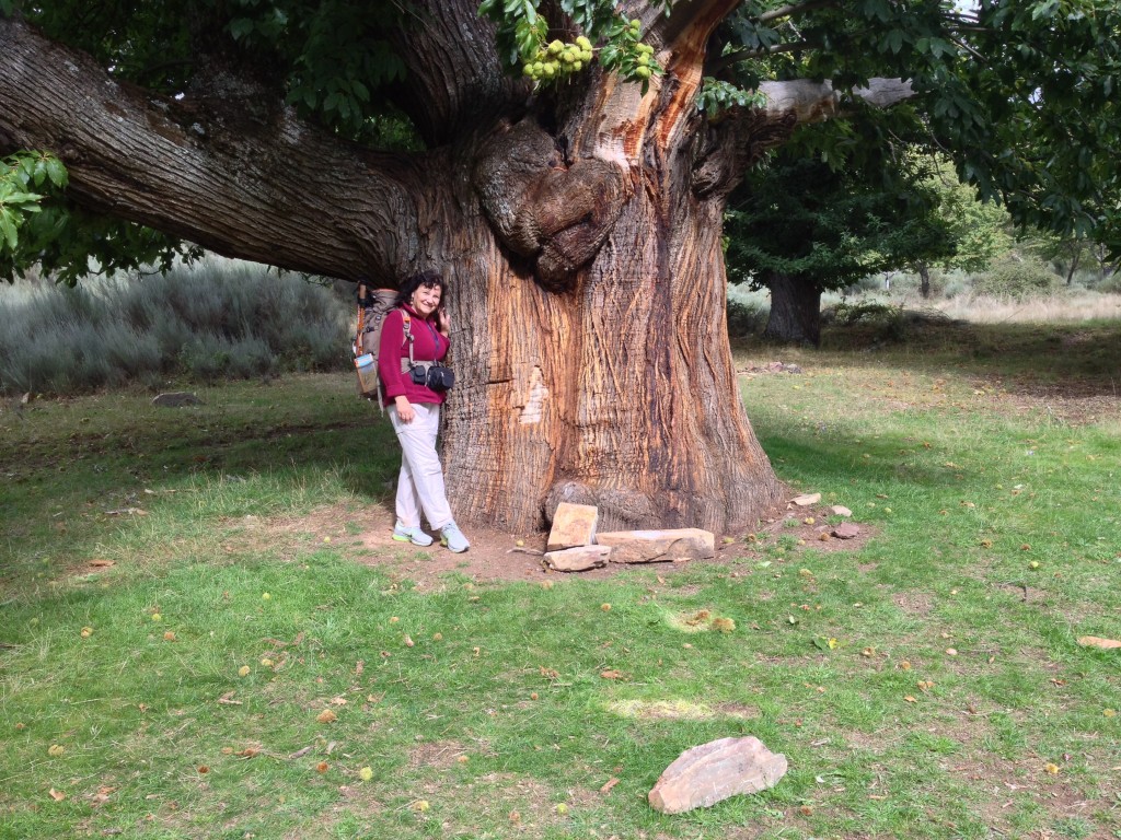 Very, very old chestnut trees