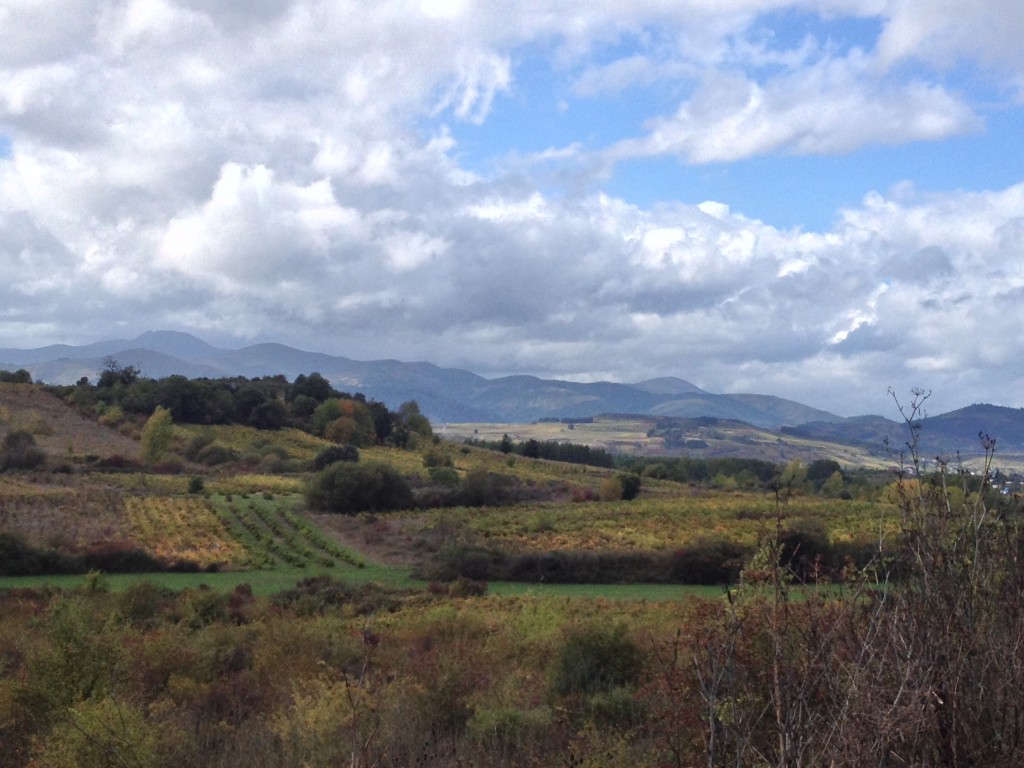 On through the vineyard