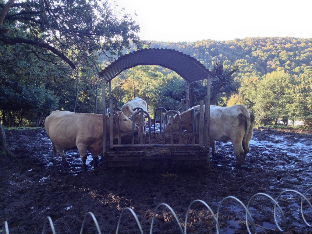 Enjoying their breakfast