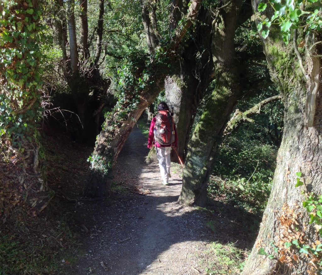 Trees on the Trail